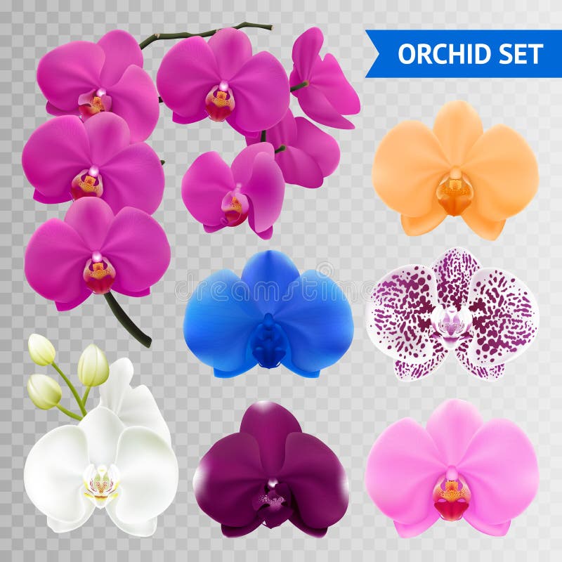 La orquídea florece la colección transparente realista ilustración del vector La orquídea florece la colección transparente realista ilustración del vector