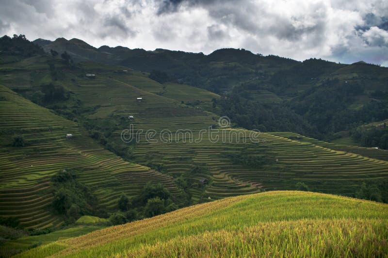 Rice terrace field in ripe season in La Pan Tan Village, North West of Vietnam