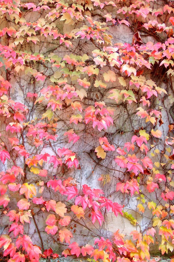 La pared se crece demasiado con las hojas brillantes de uvas de niña en colores del otoño imagen de archivo La pared se crece demasiado con las hojas brillantes de uvas de niña en colores del otoño imagen de archivo