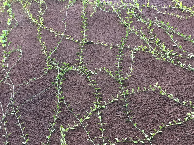 La parete di verde di muschio scala il disordine fotografie stock libere da diritti La parete di verde di muschio scala il disordine fotografie stock libere da diritti