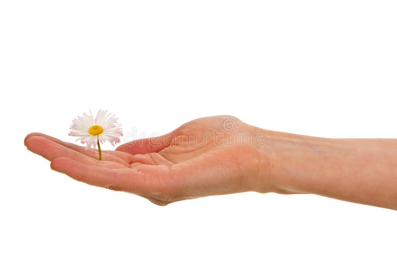 La paume du femme avec la fleur de marguerite blanche photos libres de droits La paume du femme avec la fleur de marguerite blanche photos libres de droits