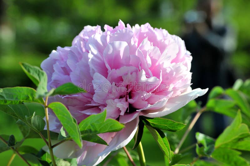 La peonia fotografia stock libera da diritti La peonia fotografia stock libera da diritti