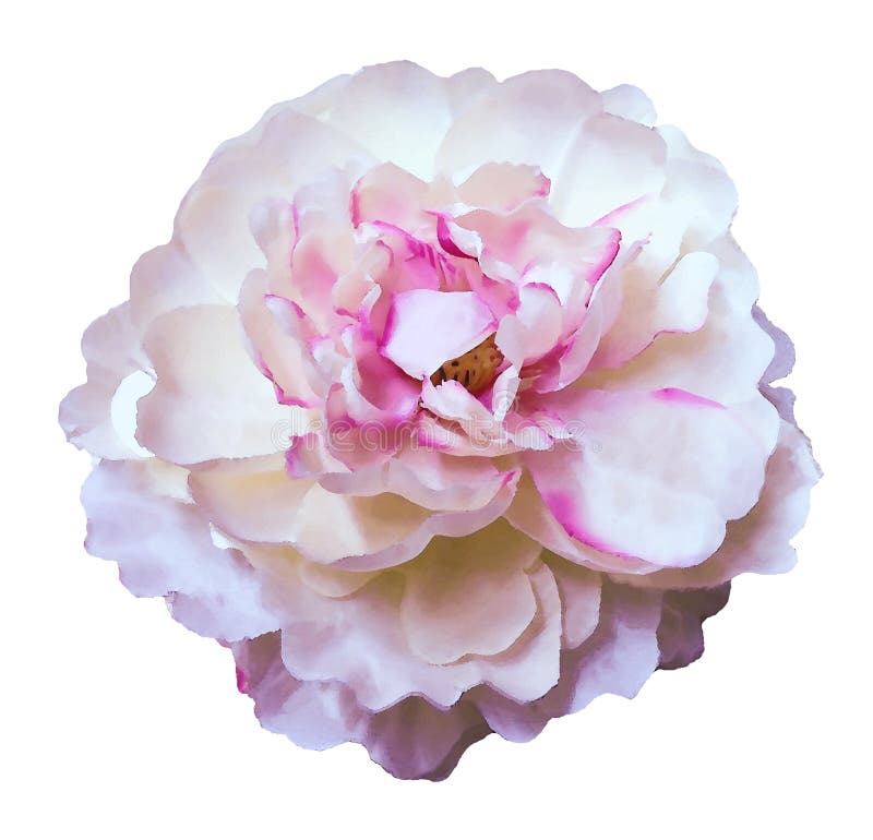 Watercolor flower peony white-pink on a white isolated background with clipping path. Nature. Closeup no shadows. Garden flower. Watercolor flower peony white-pink on a white isolated background with clipping path. Nature. Closeup no shadows. Garden flower.