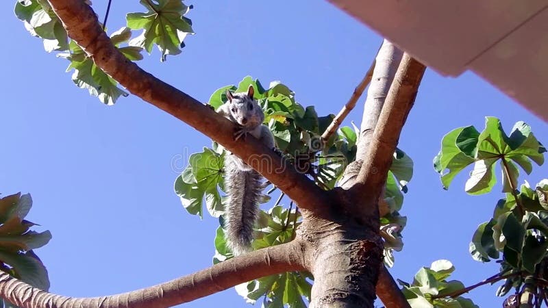 La pequeña ardilla gris linda se encaramó en un árbol almacen de video