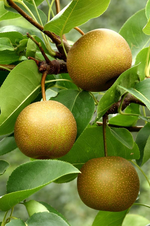 La pera asiatica fruttifica (pyrifolia del Pyrus) fotografia stock La pera asiatica fruttifica (pyrifolia del Pyrus) fotografia stock