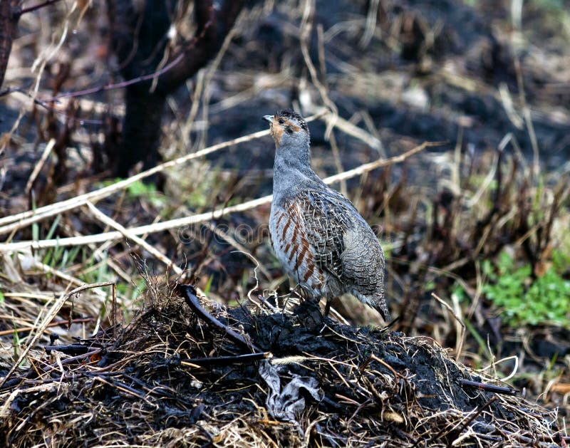 Grey partridge, the bird with latin name perdix, sitting on the bump craned his neck on natural background, South Ural. Grey partridge, the bird with latin name perdix, sitting on the bump craned his neck on natural background, South Ural