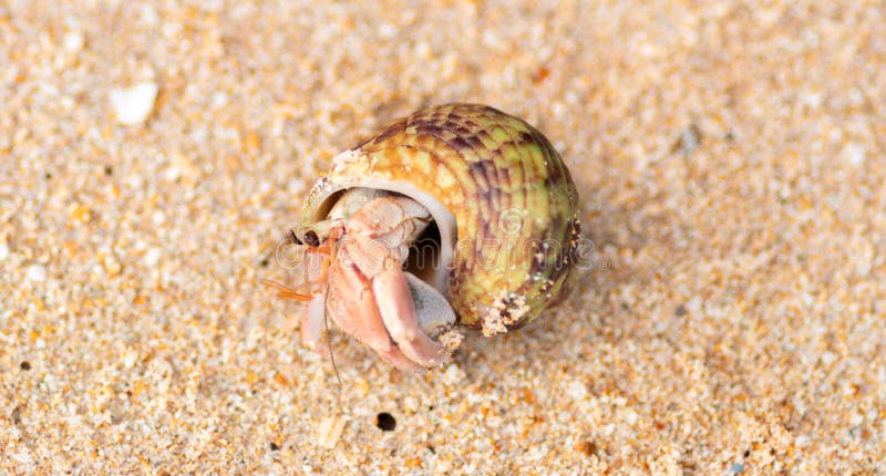 La periwinkle comune che esce dalla sua conchiglia in una spiaggia ha una conchiglia spessa e appuntita di ovazione e contiene tor immagine stock