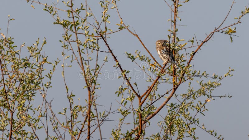 la perle a repéré le jeune hibou dans un arbre au Botswana en Afrique image libre de droits la perle a repéré le jeune hibou dans un arbre au Botswana en Afrique image libre de droits