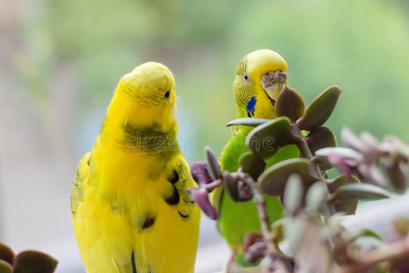 La perruche se repose sur une branche Le perroquet est brillamment de couleur verte Le perroquet d'oiseau est un animal familier images stock La perruche se repose sur une branche Le perroquet est brillamment de couleur verte Le perroquet d'oiseau est un animal familier images stock