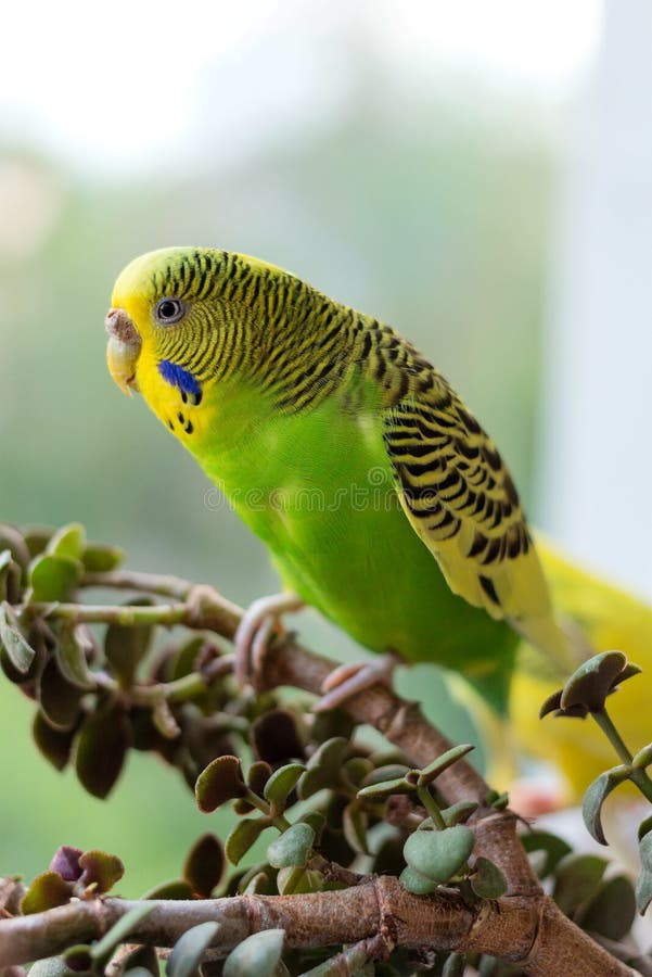 La perruche se repose sur une branche Le perroquet est brillamment de couleur verte Le perroquet d'oiseau est un animal familier photo stock La perruche se repose sur une branche Le perroquet est brillamment de couleur verte Le perroquet d'oiseau est un animal familier photo stock