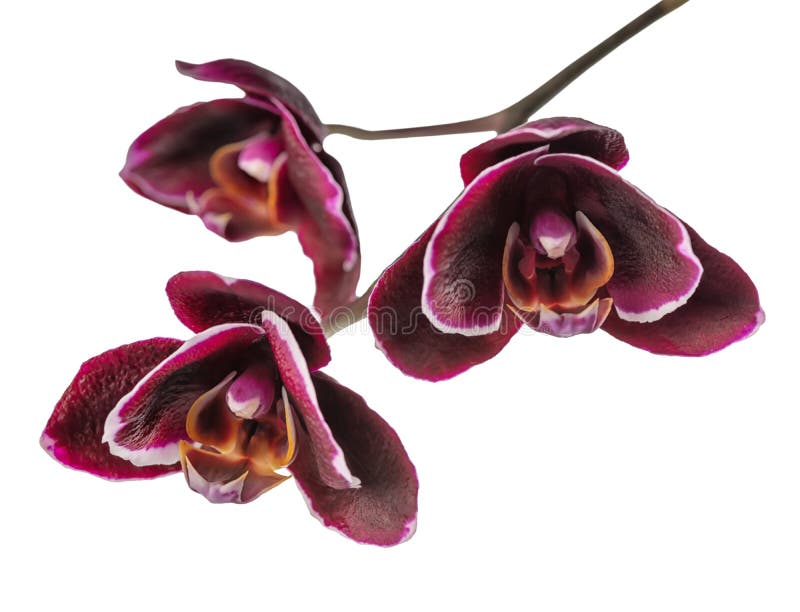 La Petite Brindille De Floraison Aux Nuances De L'orchidée Violette Foncée,  Phalaenopsis Est Isolée Sur Le Fond Blanc, Fin Image stock - Image du  fermer, arome: 122538785