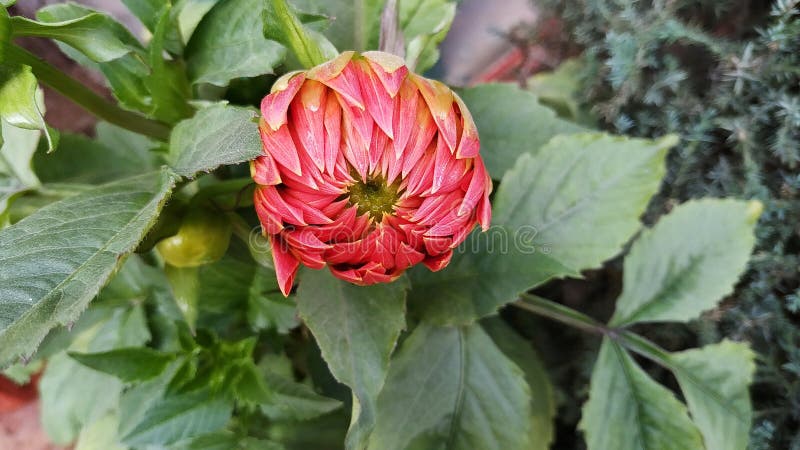 La petite nouvelle fleur de kli de kacchi s'est enti?rement ferm?e et pr?pare pour se d?velopper image stock La petite nouvelle fleur de kli de kacchi s'est enti?rement ferm?e et pr?pare pour se d?velopper image stock