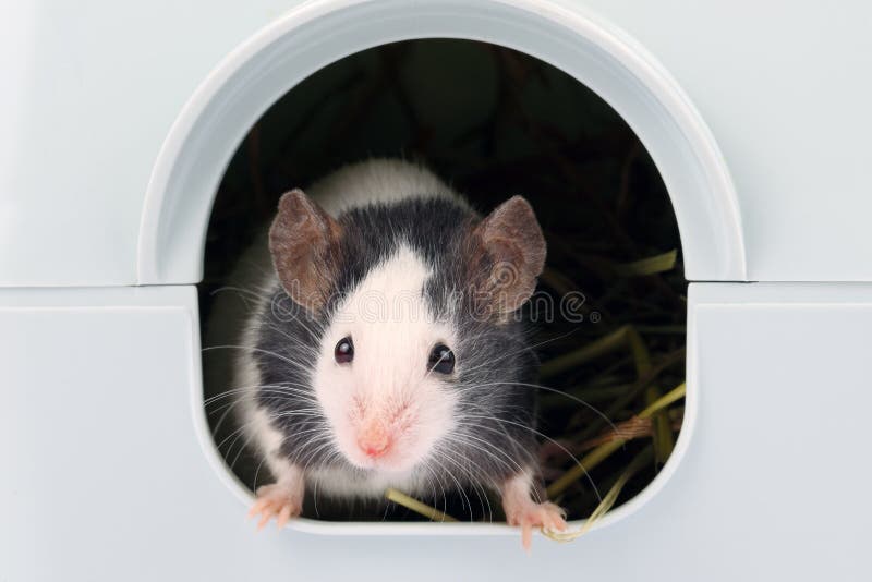 Une Souris Sortant De Lui Est Trou Photo Stock Image Du