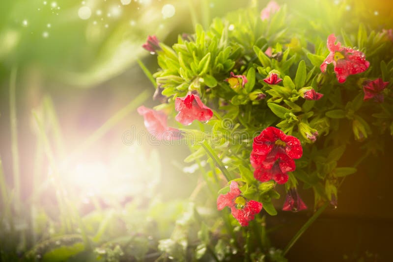 La petunia bonita florece sobre jardín hermoso de la naturaleza del verano o de la primavera fotos de archivo libres de regalías La petunia bonita florece sobre jardín hermoso de la naturaleza del verano o de la primavera fotos de archivo libres de regalías