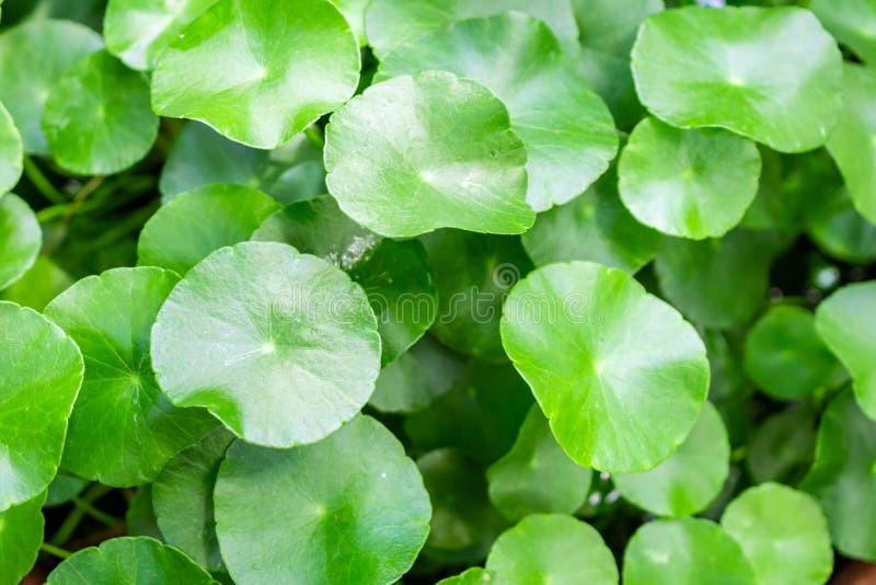 La phytothérapie laisse le fond de nature de Centella asiatica images libres de droits La phytothérapie laisse le fond de nature de Centella asiatica images libres de droits