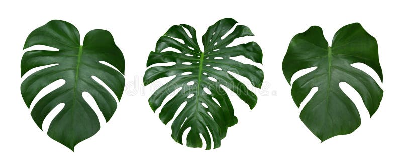 Monstera plant leaves, the tropical evergreen vine isolated on white background, clipping path included. Monstera plant leaves, the tropical evergreen vine isolated on white background, clipping path included