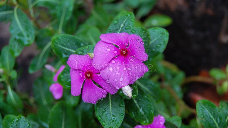 La pianta di periwinkle vinca minor fotografia stock