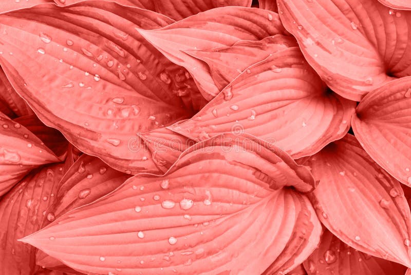 La pianta fresca della hosta va dopo pioggia con le gocce di acqua nella vita d'avanguardia Coral Color Fondo botanico della natu fotografia stock libera da diritti La pianta fresca della hosta va dopo pioggia con le gocce di acqua nella vita d'avanguardia Coral Color Fondo botanico della natu fotografia stock libera da diritti