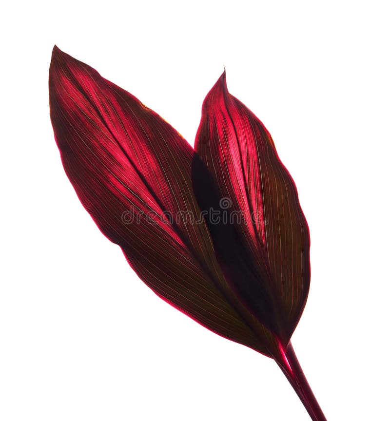 La pianta o il cordyline fruticosa del Ti va, fogliame variopinto, foglia tropicale esotica, isolata su fondo bianco con il perco immagini stock La pianta o il cordyline fruticosa del Ti va, fogliame variopinto, foglia tropicale esotica, isolata su fondo bianco con il perco immagini stock
