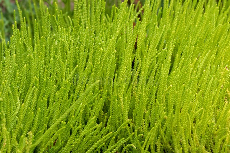 La pianta succulente verde, pianta da appartamento ha chiamato la coda del ` s di Lizard, la chiusura lampo P fotografie stock La pianta succulente verde, pianta da appartamento ha chiamato la coda del ` s di Lizard, la chiusura lampo P fotografie stock