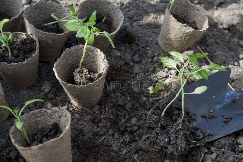 La piantatura dei giovani pepa le piantine in vasi della torba sul fondo del suolo fotografia stock La piantatura dei giovani pepa le piantine in vasi della torba sul fondo del suolo fotografia stock