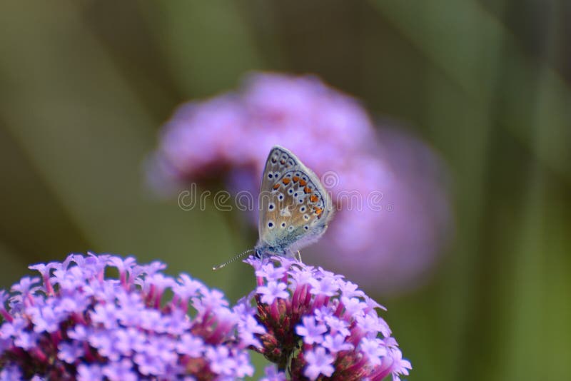 La piccola farfalla blu minuscola, argenta il blu fissato, Plebejus Argus, su verbena porpora fotografia stock La piccola farfalla blu minuscola, argenta il blu fissato, Plebejus Argus, su verbena porpora fotografia stock
