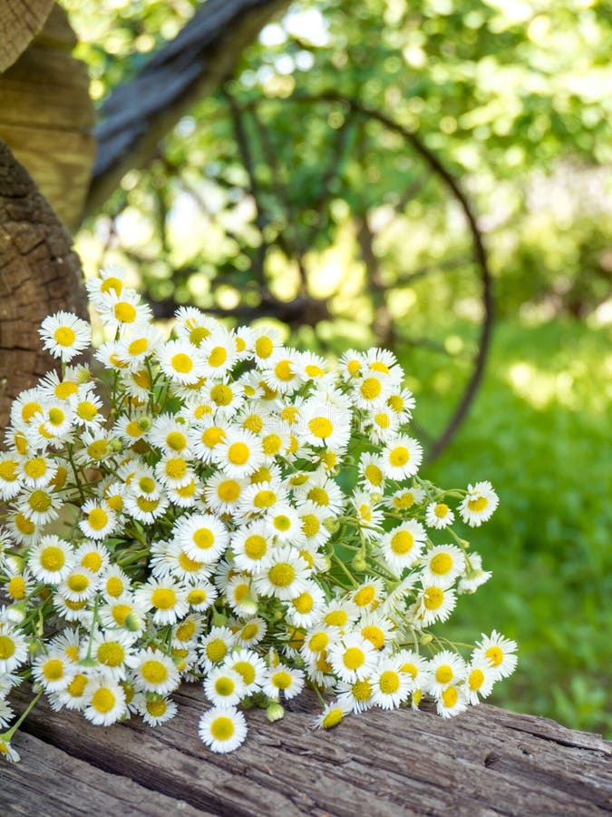 La piccola margherita fiorisce il fondo di verticale dell'estate immagini stock libere da diritti La piccola margherita fiorisce il fondo di verticale dell'estate immagini stock libere da diritti