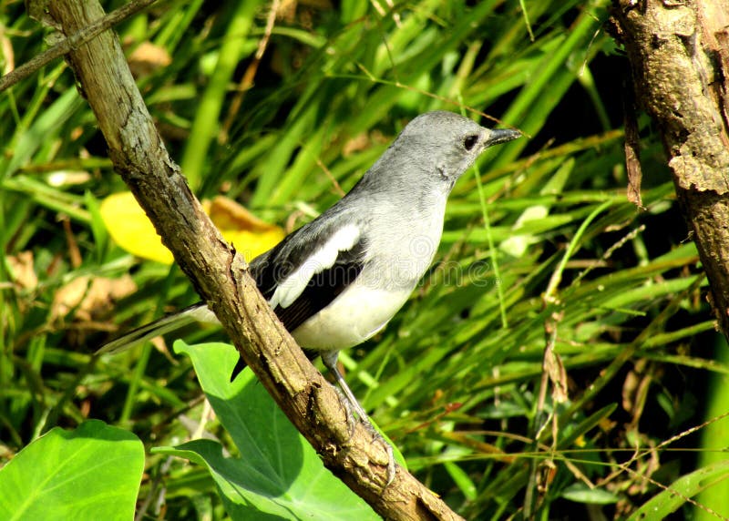 La pie Robin est oiseau national du Bangladesh images stock La pie Robin est oiseau national du Bangladesh images stock