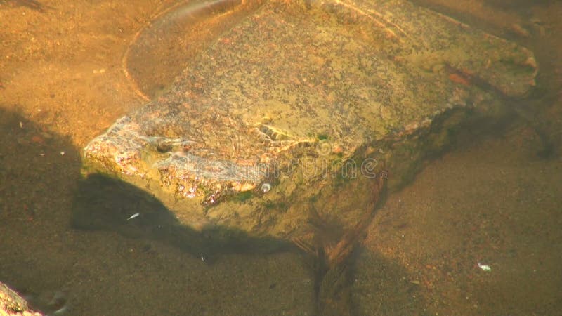 La piedra en la parte inferior del río