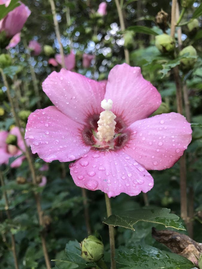 La pioggia ha baciato la rosa rosa del fiore di Sharon immagine stock libera da diritti La pioggia ha baciato la rosa rosa del fiore di Sharon immagine stock libera da diritti