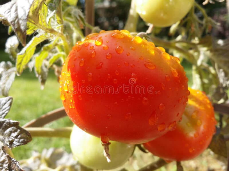 La pioggia ha baciato Tomatoe rosso fotografie stock libere da diritti La pioggia ha baciato Tomatoe rosso fotografie stock libere da diritti