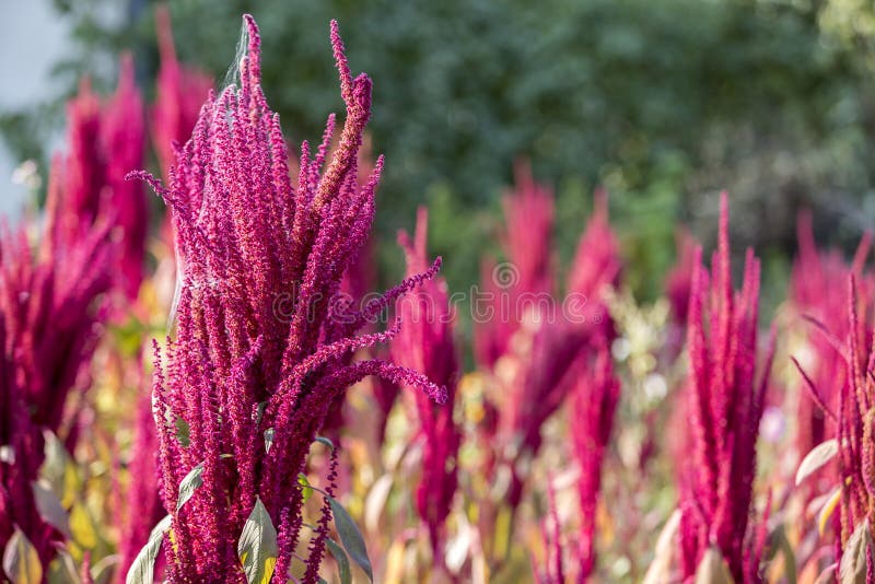La planta aislada del amaranto del rojo indio y del verde se encendió por el sol en blurr imagenes de archivo La planta aislada del amaranto del rojo indio y del verde se encendió por el sol en blurr imagenes de archivo