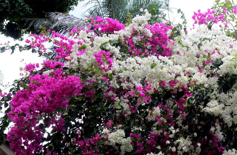 La Planta Bougainville Y Sus Flores En La Primavera Foto de archivo -  Imagen de basura, hojas: 126977758