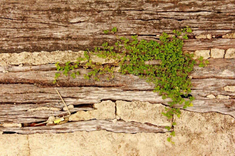 La planta de Beuatiful crece en piedra agrietada fotografía de archivo libre de regalías La planta de Beuatiful crece en piedra agrietada fotografía de archivo libre de regalías