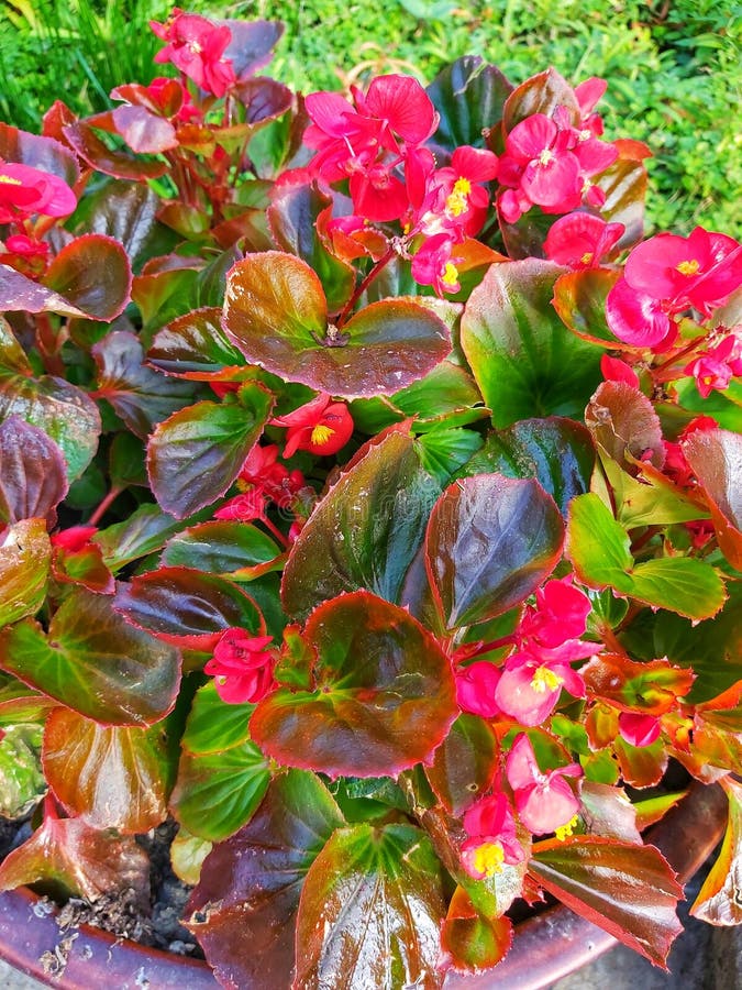 La Planta De Cera De Begonia Tiene Flores Rojas Y Pequeñas Gradaciones De  Color Marrón Verdoso Imagen de archivo - Imagen de cera, planta: 205741665