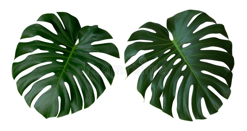 La planta de Monstera se va, la vid imperecedera tropical aislada en el fondo blanco, trayectoria foto de archivo libre de regalías