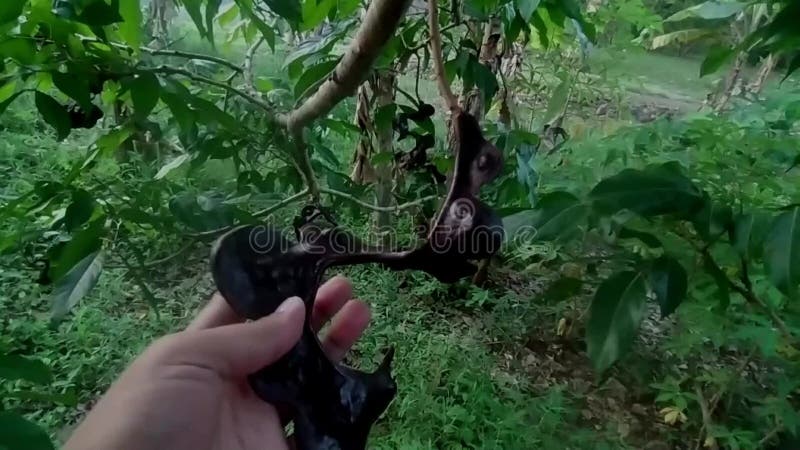 La planta en espiral es de color marrón oscuro y tiene un olor desagradable almacen de video