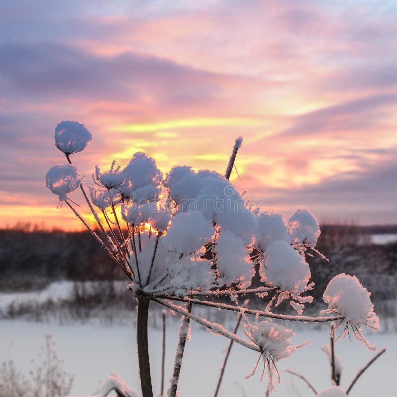 La planta en la nieve en el sol foto de archivo La planta en la nieve en el sol foto de archivo