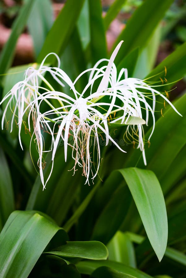 La Planta Llena Del Lirio Blanco De La Araña Al Aire Libre Cultiva Un  Huerto Foto de archivo - Imagen de exterior, hoja: 68634070