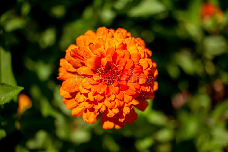 La Planta Ornamental De Zínia En Naranja Imagen de archivo - Imagen de  flora, resorte: 170161881