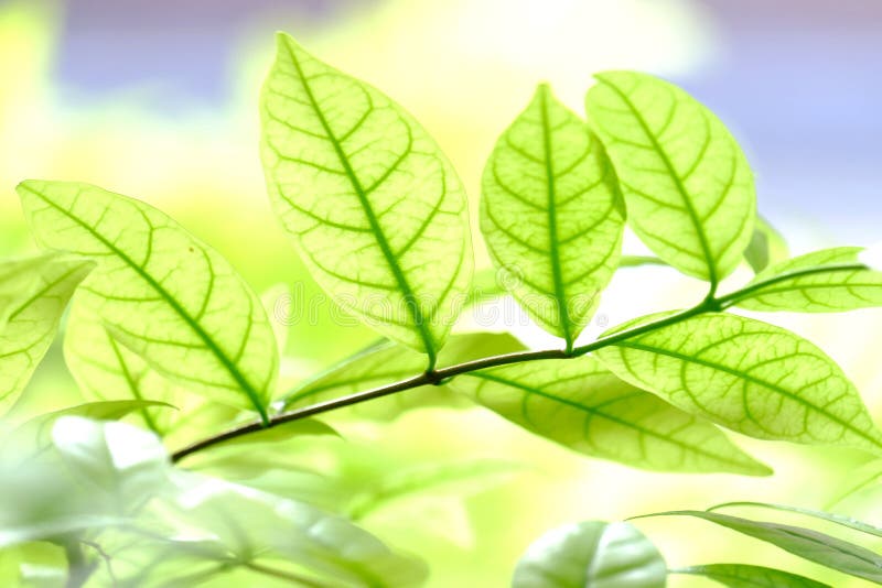 La planta tropical borrosa se va con la luz del sol para el contexto del fondo imagenes de archivo La planta tropical borrosa se va con la luz del sol para el contexto del fondo imagenes de archivo