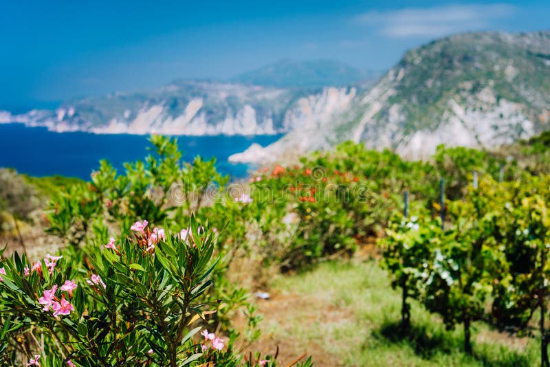 La plantation de fleur et de vigne près d'Agia Eleni et de Pitani échouent en île de Kefalonia, Grèce Paysage rocheux de littoral à l'arrière-plan
