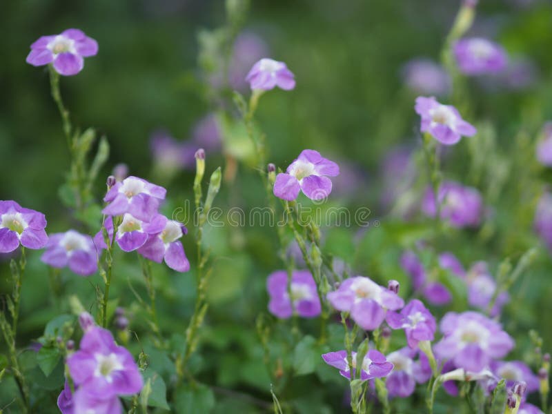 264 Photos de Plante Grimpante Violette - Photos de stock gratuites et  libres de droits de Dreamstime