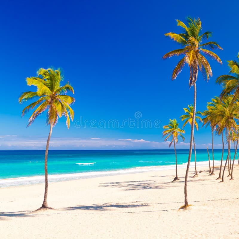 Coconut palm tree on the beautiful cuban beach of Varadero on a lovely sunny summer day. Coconut palm tree on the beautiful cuban beach of Varadero on a lovely sunny summer day