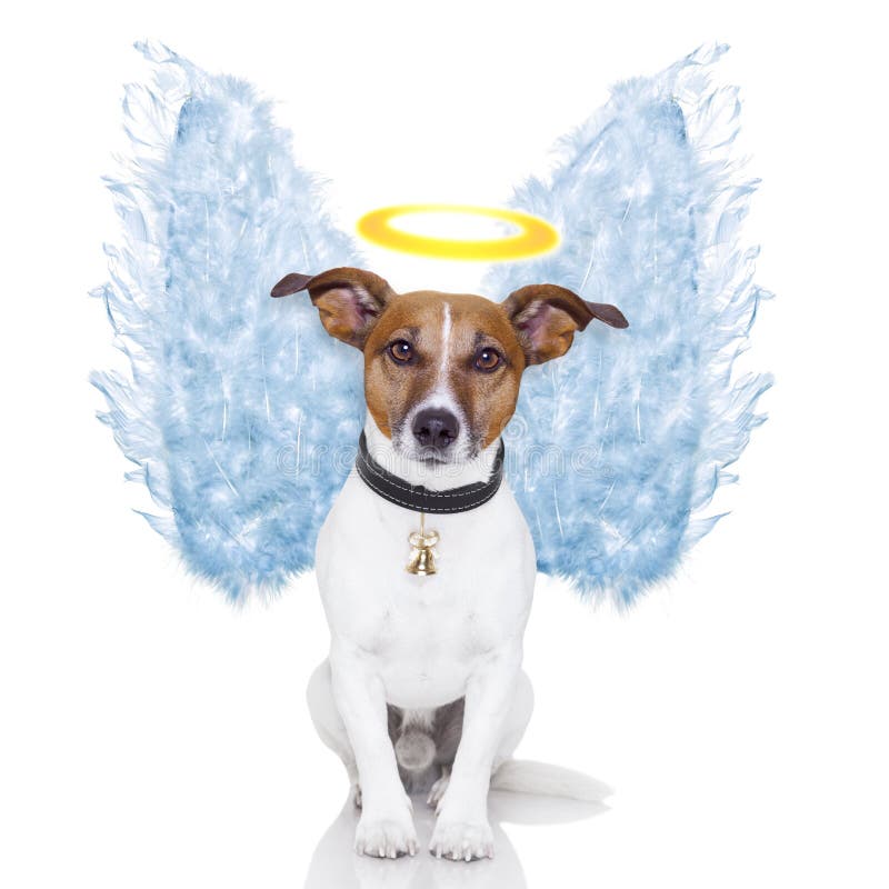 La pluma del perro del ángel se va volando aureola fotos de archivo libres de regalías La pluma del perro del ángel se va volando aureola fotos de archivo libres de regalías
