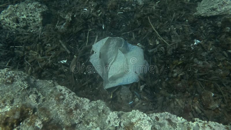 La pollution en plastique, le vieux sac en plastique et la tasse en plastique se trouve sur le fond recouverte d'algues Vue de de banque de vidéos