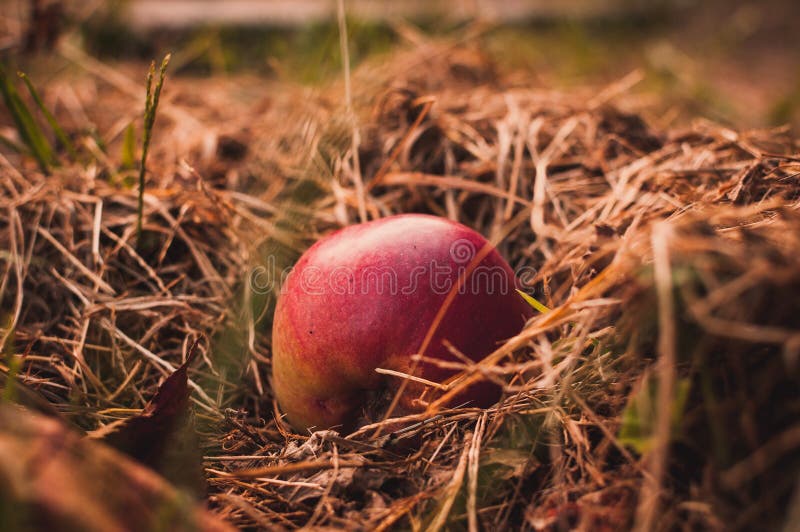 La pomme juteuse rouge réside dans l'herbe sèche à l'automne sous un arbre. Le rassemblement des pommes. Fond d'automne. Son conce. Spase conceptcopy de récolte saine de consommation. Focus sélectif.