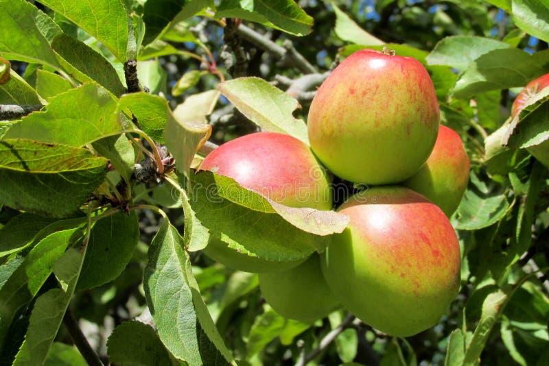 La pomme rouge et verte porte des fruits sur l'arbre photographie stock libre de droits La pomme rouge et verte porte des fruits sur l'arbre photographie stock libre de droits