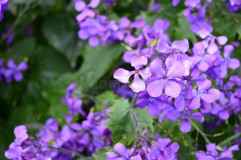 La porpora fiorisce i matronalis del Hesperis fotografie stock La porpora fiorisce i matronalis del Hesperis fotografie stock