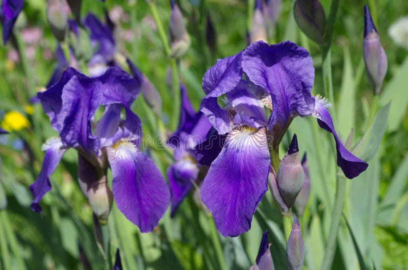 La porpora irida la fioritura in primavera immagini stock La porpora irida la fioritura in primavera immagini stock